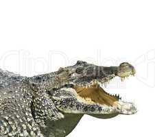 crocodile with  open mouth