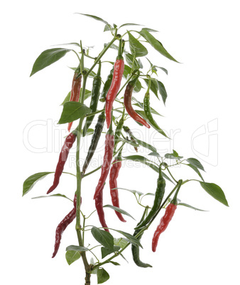 hot pepper