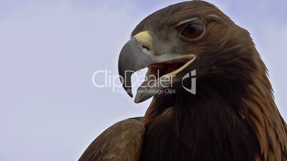 Saker Falcon Head
