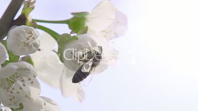 Bee on a Flower Cherry