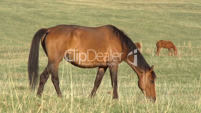 Grazing Mare