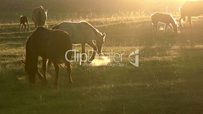Horses in the Early Morning