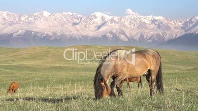 Horse on a Hilly Pasture