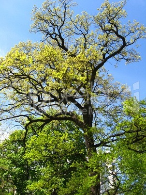 huge old oak in the park