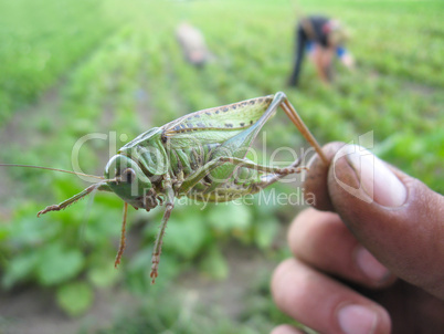 locust caught in the hand