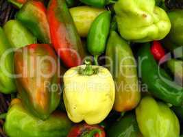 crop of multicolour bulgarian pepper