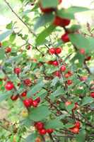 red berries of prunus tomentosa hanging on the branch