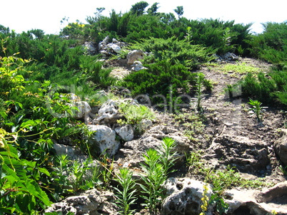 summer landscape with bushes and stones