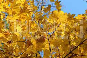 yellow autumn leaves on the tree