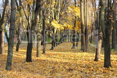 autumn park with trees and leaves