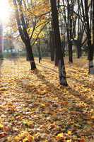 autumn park with trees and leaves