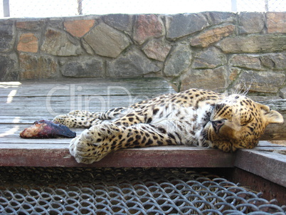 sleeping leopard and piece of meat near it