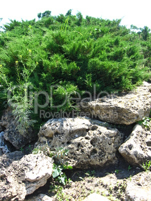 summer landscape with bushes and stones