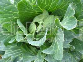 plant of green cabbage