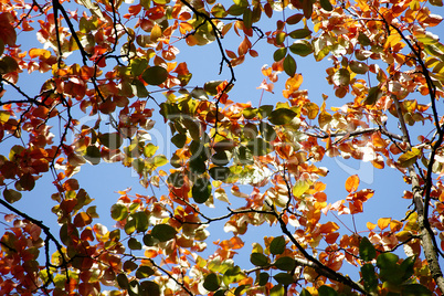 Herbstblätter