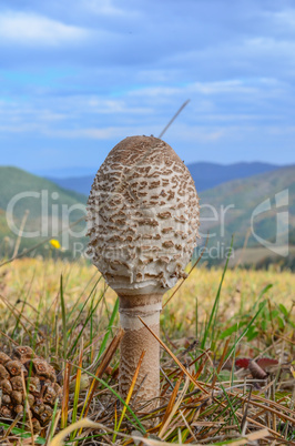 young parasol mushroom