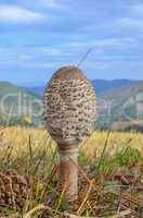 young parasol mushroom