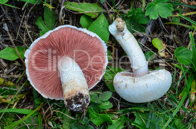 field mushrooms