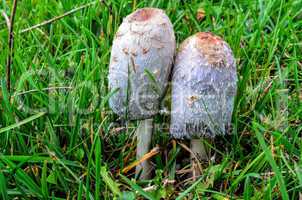 shaggy ink cap mushrooms