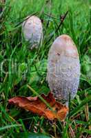coprinus comatus mushrooms