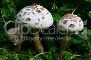 group of false parasol mushrooms