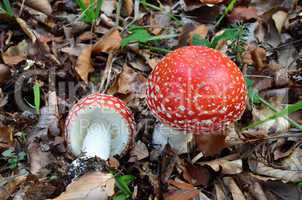amanita muscaria from above and below