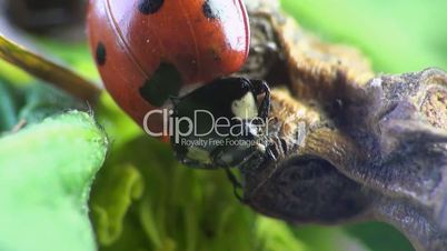 Käfer Marienkäfer Makro Insekt