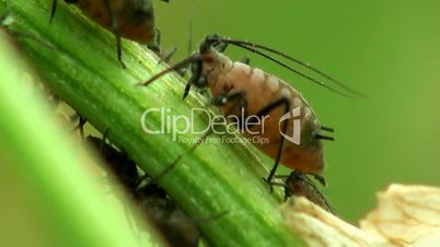 Blattläuse Makro Insekt
