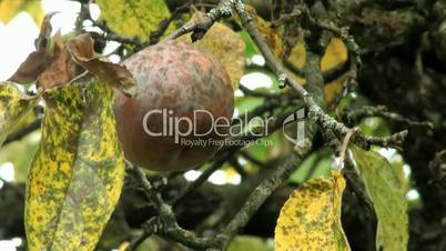 fauler apfel herbst