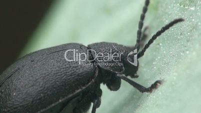 Schwarze Käfer