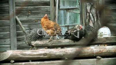 Hühner auf Protokolle