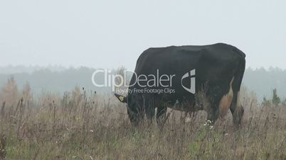 Kühe grasen auf der Wiese in den frühen Morgen