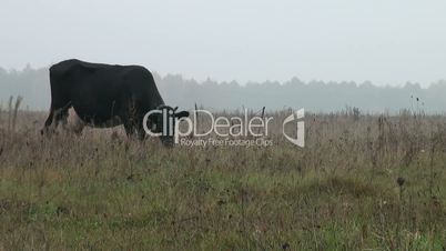 Kühe grasen auf der Wiese