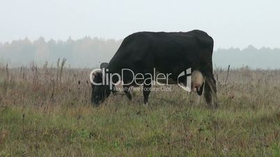Kuh grast auf einer Wiese Nebel
