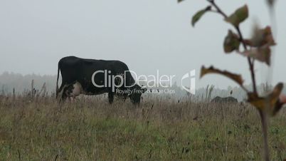 Kuh essen Gras in der Wiese im Herbst