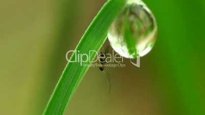 Gras, Tau-und Insekten