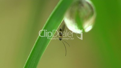 Kleine Fliege und Tautropfen