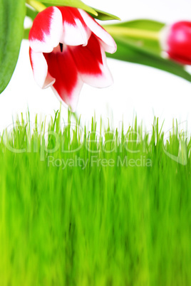 Gras Tulpe