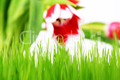 Tulpen und Wiese freigestellt mit weißem Hintergrund