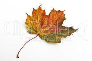 Herbstblatt freigestellt mit weißem Hintergrund