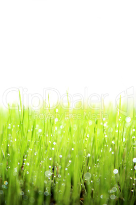 grüne Wiese mit weißem Hintergrund als Nahaufnahme