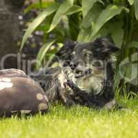 Mischlingshund im Garten auf der Wiese