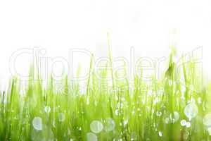 grüne Wiese mit weißem Hintergrund als Nahaufnahme