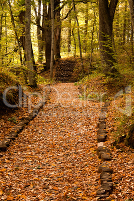 path in the forest/woods