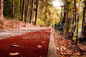 path in the forest with bike stripe