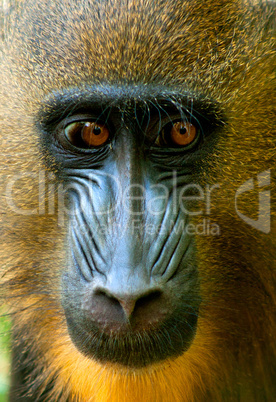 baboon portrait