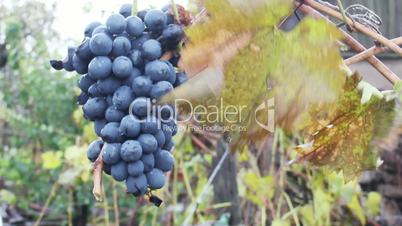 bunch of red wine grapes