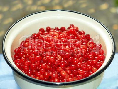 red viburnum berries in an enamel pan