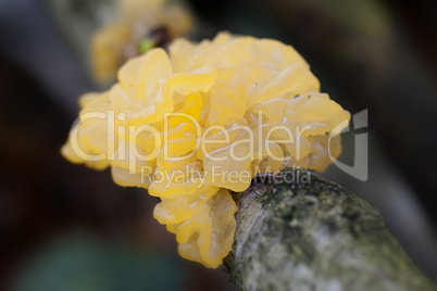 goldgelbe zitterling - tremella mesenterica