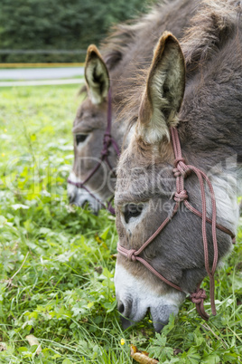 two donkeys eating grass. outdoor picture